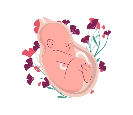 Suivi obstetricale